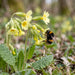 Blüte von Hohe Schlüsselblume (Primula elatior) in Nahaufnahme (KI-generiert)