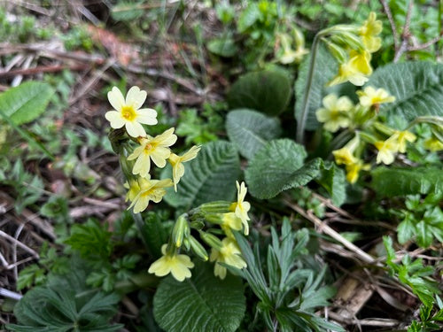 Hoge sleutelbloem — foto 5 van 9