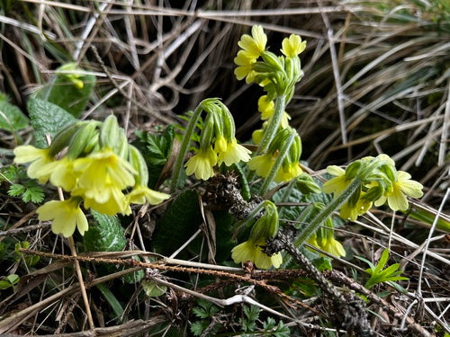 Hoge sleutelbloem — foto 4 van 9