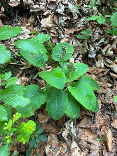 Hoge sleutelbloem — foto 2 van 9