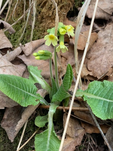 Hoge sleutelbloem — foto 3 van 9