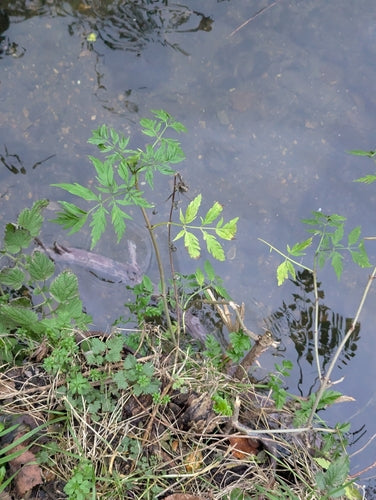 ouderling — Bild 5