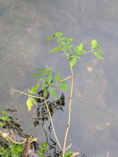 ouderling — Bild 4
