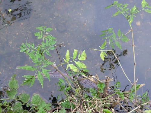 ouderling — Bild 3