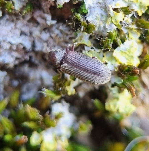 Houtworm, gewone knaagkever — Bild 5