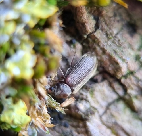 Houtworm, gewone knaagkever — Bild 4