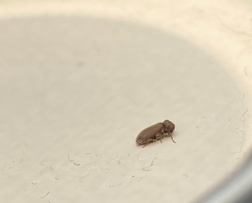 Houtworm, gewone knaagkever — Bild 3