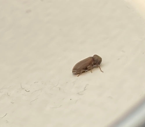 Houtworm, gewone knaagkever — Bild 2