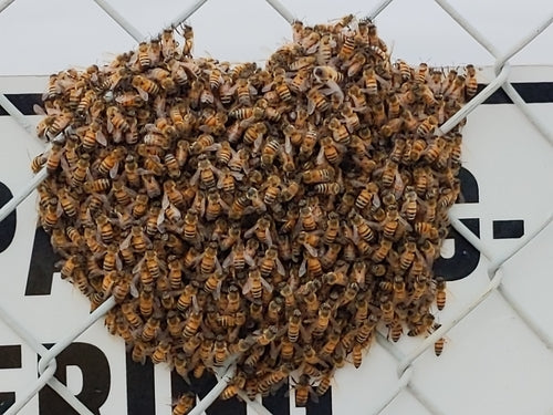 honingbij — Bild 3