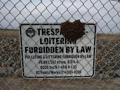 honingbij — Bild 4