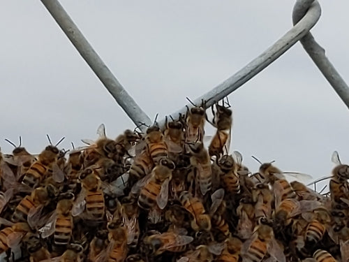 honingbij — Bild 5