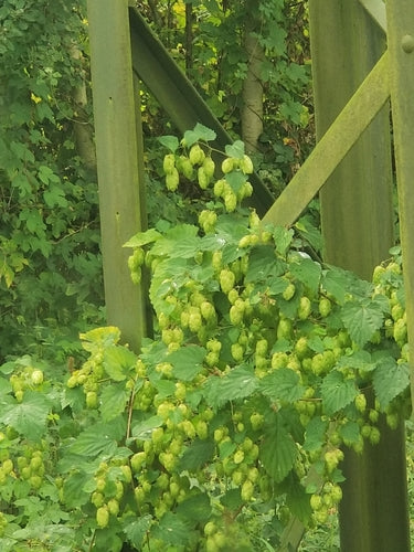 hop — Bild 4