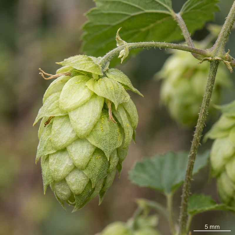 hop