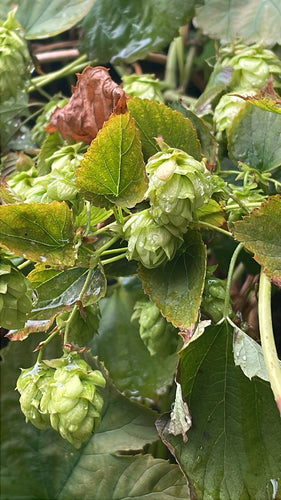 hop — Bild 5