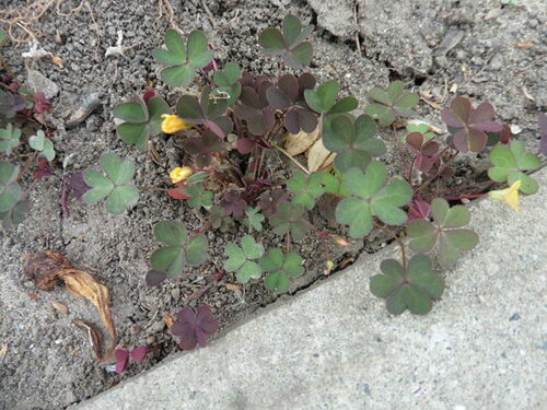 Hoornzuring — Bild 5