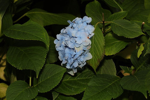 Hortensia's — Bild 4