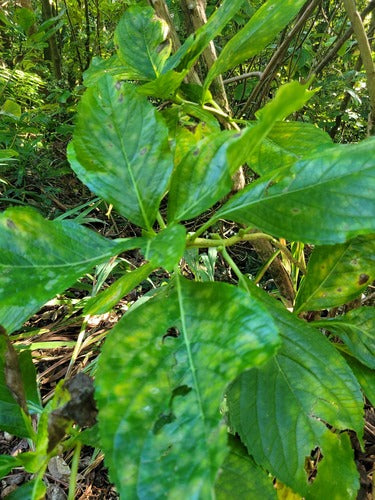 Hortensia's — Bild 3