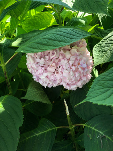 Hortensia's — Bild 5