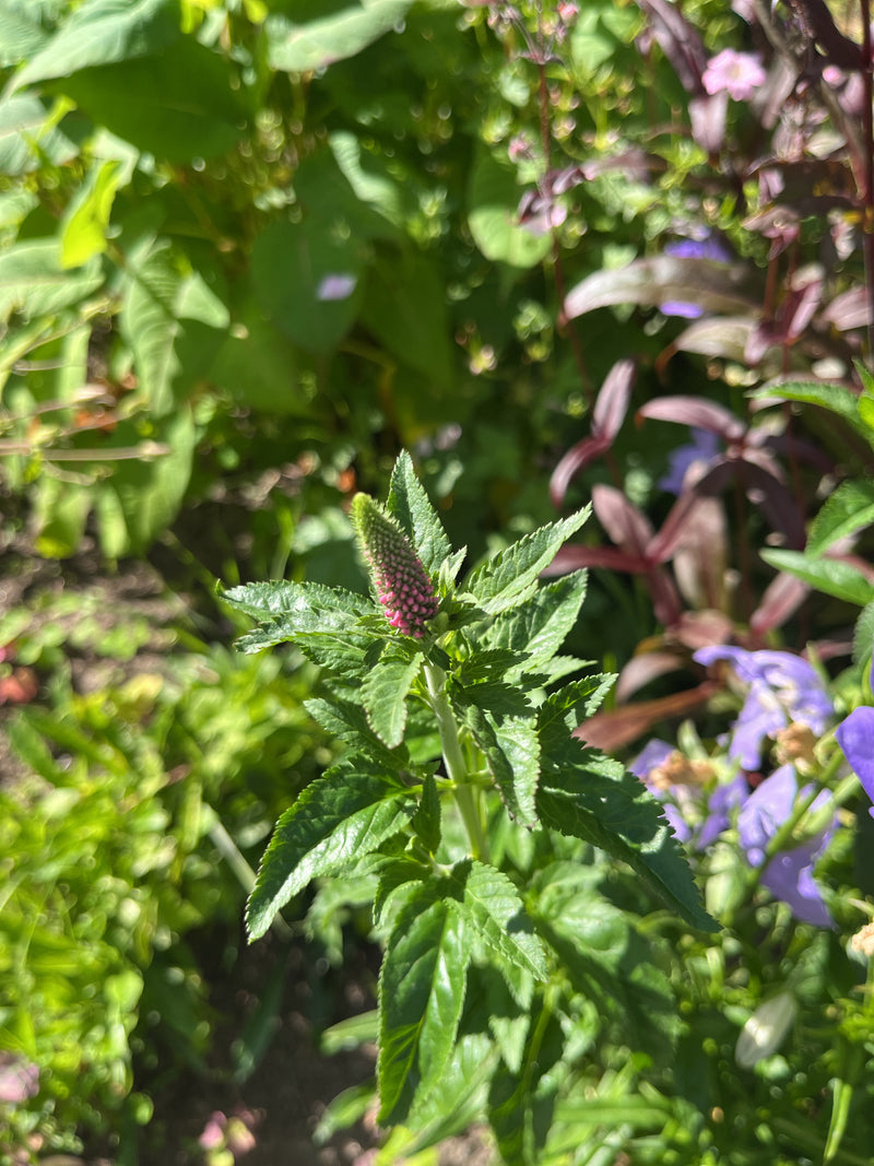 Te zien is de bloeiende aarereprijs met zijn typische knoppen en groene bladeren. De plant staat in het zonlicht te midden van andere tuinvegetatie.