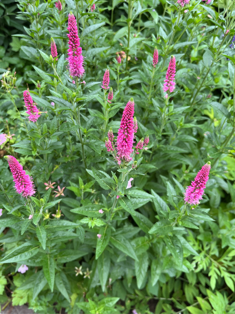 De afbeelding toont several bloeiende ereprijs-planten met helderroze bloeiwijzen en groene bladeren. De opname toont de planten van bovenaf in een tuin.