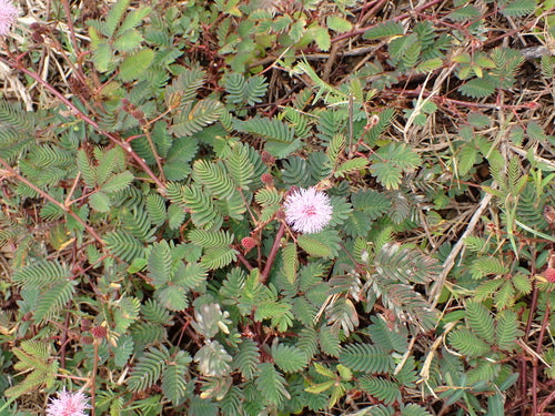 peulvruchten — Bild 3