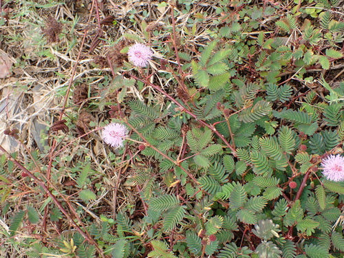 peulvruchten — Bild 2