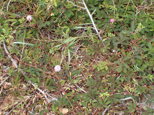 peulvruchten — Bild 1
