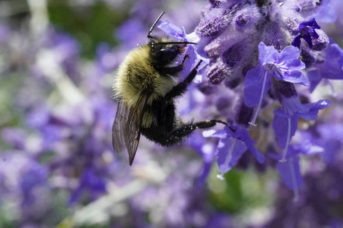 hommel — Bild 3