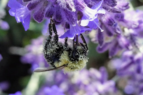 hommel — foto 5 van 50