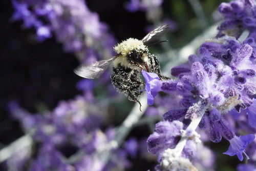hommel — foto 4 van 50