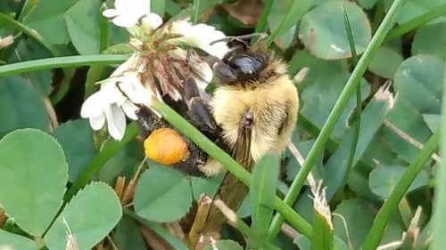 hommel — Bild 4