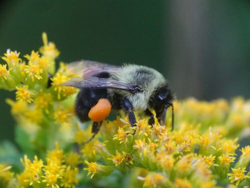 hommel — foto 2 van 50