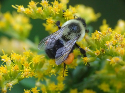hommel — foto 3 van 50