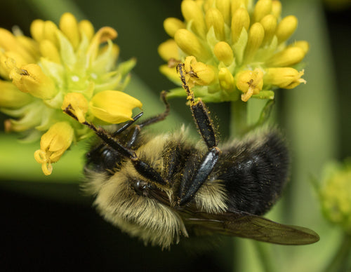 hommel — Bild 2