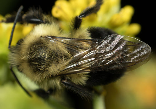 hommel — Bild 1