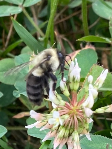 hommel — foto 1 van 50