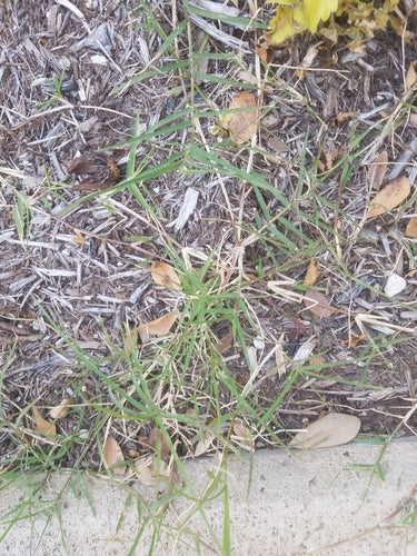 Hondtandgras — Bild 5