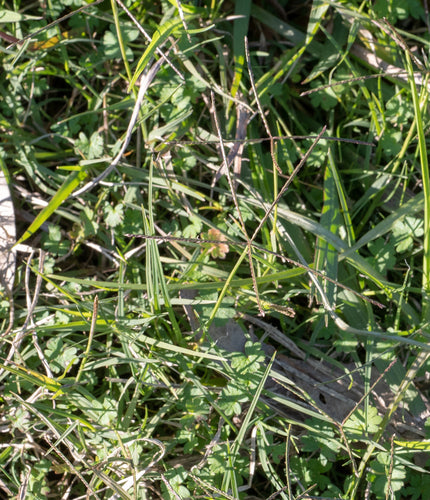 Hondtandgras — Bild 3
