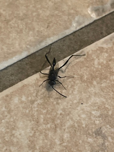 Honger wesp — foto 2 van 9