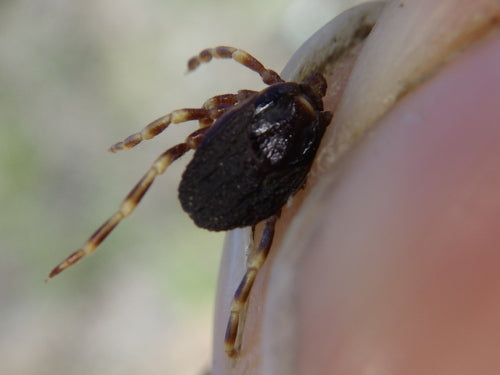 Hyalomma-vink — Bild 2