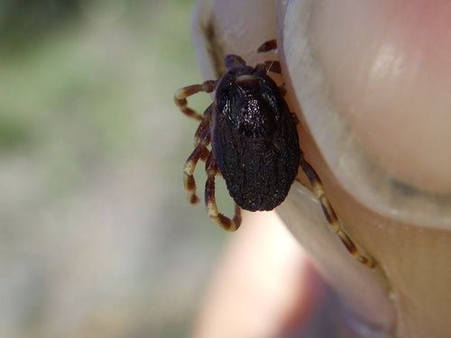 Hyalomma-vink — Bild 1