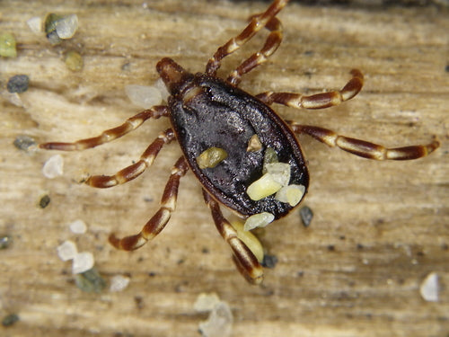 Hyalomma-vink — Bild 4