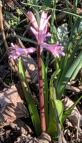 hyacint — Bild 3