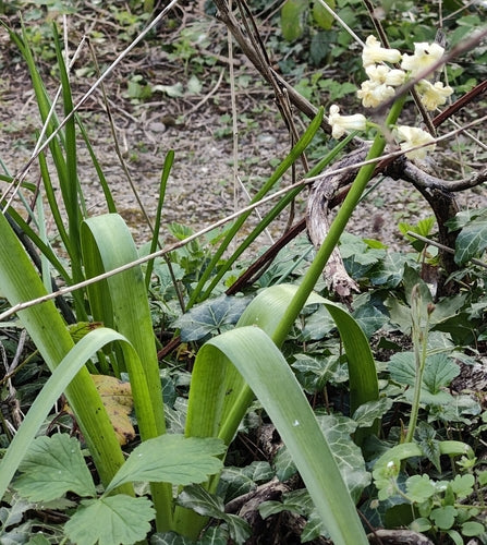 hyacint — Bild 4