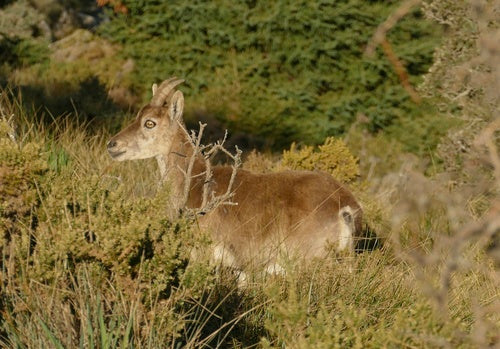 Iberische steenbok — Bild 5