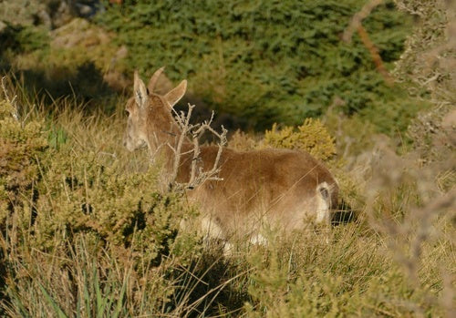 Iberische steenbok — Bild 4