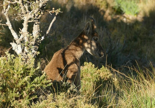 Iberische steenbok — Bild 3