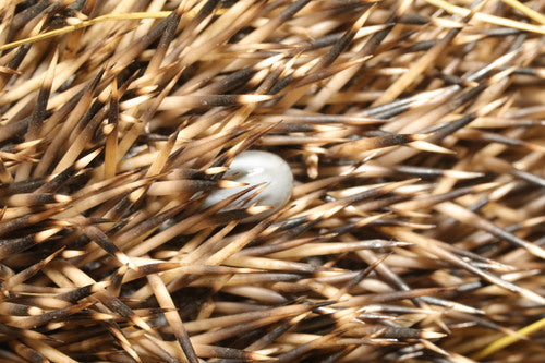 Egel teek — Bild 3