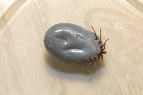 Egel teek — Bild 5