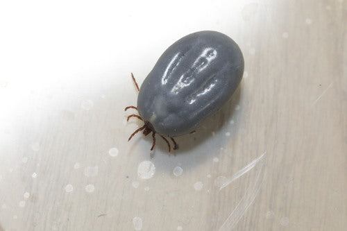 Egel teek — Bild 4